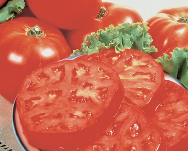 Burpee's Supersteak Hybrid Tomato Seeds